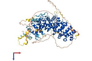 Plakophilin 1 Protein (PKP1) (AA 1-728) (His tag)