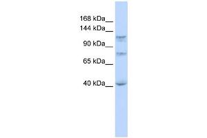 WB Suggested Anti-DHX30 Antibody Titration:  0.