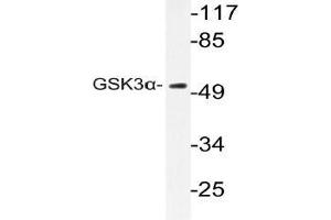 Western blot (WB) analyzes of GSK3alpha pAb in extracts from CV-1 cells. (GSK3 alpha Antikörper)