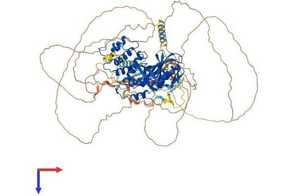 EPB41L1 Protein (AA 1-881) (His tag)