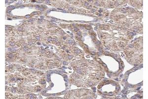 ABIN6272958 at 1/100 staining Mouse kidney tissue by IHC-P. (PDIA4 Antikörper  (Internal Region))