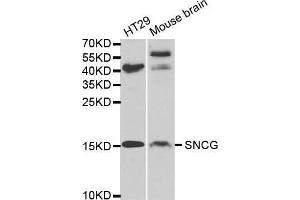 Western blot analysis of extracts of various cell lines, using SNCG antibody. (SNCG Antikörper  (AA 1-127))
