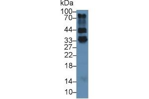 Detection of FOLR4 in Mouse Thymus lysate using Polyclonal Antibody to Folate Receptor 4 (FOLR4) (Folate Receptor 4 Antikörper  (AA 56-234))