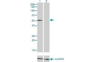 Western blot analysis of FLI1 over-expressed 293 cell line, cotransfected with FLI1 Validated Chimera RNAi (Lane 2) or non-transfected control (Lane 1).