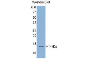 Western Blotting (WB) image for anti-FK506 Binding Protein 1A, 12kDa (FKBP1A) (AA 2-108) antibody (ABIN1078039) (FKBP1A Antikörper  (AA 2-108))