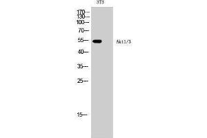 Western Blotting (WB) image for anti-AKT1/3 (Lys539) antibody (ABIN3173748) (AKT1/3 (Lys539) Antikörper)
