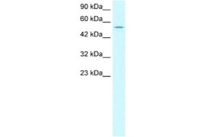 Western Blotting (WB) image for anti-LIM Homeobox 6 (LHX6) antibody (ABIN2460500) (LHX6 Antikörper)