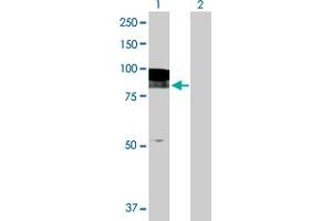 Western Blot analysis of EPB41L2 expression in transfected 293T cell line by EPB41L2 MaxPab polyclonal antibody.
