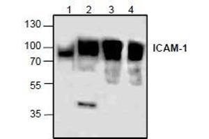 AP26345PU-N: Western blot analysis of ICAM-1 using lysates from rat kidney (Lane 1), 3T3 cells (Lane 2), and Jurkat cells (Lane 3 & 4). (ICAM1 Antikörper)