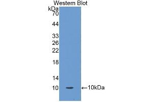 Detection of Recombinant OCM, Human using Polyclonal Antibody to Oncomodulin (OCM) (Oncomodulin Antikörper  (AA 1-109))