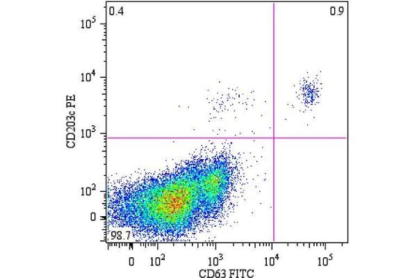 CD63 Antikörper