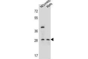 Western Blotting (WB) image for anti-Spermatogenesis Associated, Serine-Rich 1 (SPATS1) antibody (ABIN2996395) (SPATS1 Antikörper)