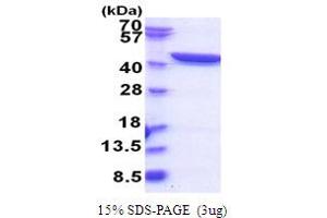 SDS-PAGE (SDS) image for Glutamine--Fructose-6-Phosphate Transaminase 1 (GFPT1) (AA 332-699) protein (His tag) (ABIN5853831) (GFPT1 Protein (AA 332-699) (His tag))