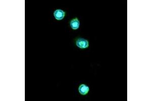 ICC/IF analysis of TLR7 in THP-1 cells line, stained with DAPI (Blue) for nucleus staining and monoclonal anti-human TLR7 antibody (1:100) with goat anti-mouse IgG-Alexa fluor 488 conjugate (Green). (TLR7 Antikörper  (AA 451-500))