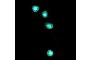 ICC/IF analysis of TLR7 in THP-1 cells line, stained with DAPI (Blue) for nucleus staining and monoclonal anti-human TLR7 antibody (1:100) with goat anti-mouse IgG-Alexa fluor 488 conjugate (Green). (TLR7 Antikörper)