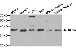 NFKBIA Antikörper  (AA 1-317)