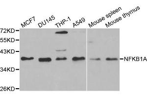 Western blot analysis of extracts of various cell lines, using NFKBIA antibody.