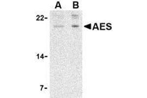 Western blot analysis of AES in 293 cell lysate with AES antibody at (A) 2 and (B) 4 μg/ml. (AES Antikörper  (N-Term))