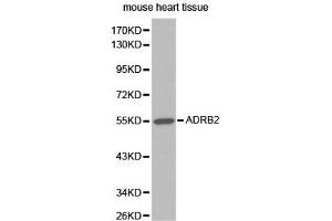 Western blot analysis of extracts of mouse heart tissue, using ADRB2 antibody. (beta 2 Adrenergic Receptor Antikörper)