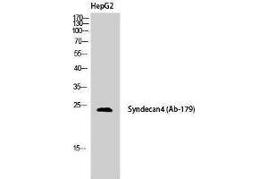 Western Blotting (WB) image for anti-Syndecan 4 (SDC4) (Tyr1022) antibody (ABIN3187128) (SDC4 Antikörper  (Tyr1022))