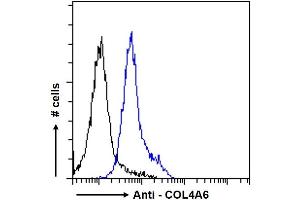 ABIN570771 Flow cytometric analysis of paraformaldehyde fixed HeLa cells (blue line), permeabilized with 0. (COL4a6 Antikörper  (Internal Region))
