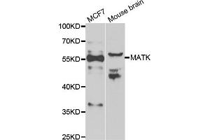 Western blot analysis of extracts of various cell lines, using MATK antibody (ABIN5974003) at 1/1000 dilution. (MATK Antikörper)