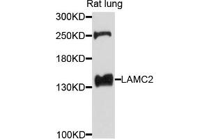 Western blot analysis of extracts of rat lung cells, using LAMC2 antibody.