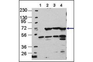 Western blot analysis using APG16L Antibody in Cos7, HEK293, MEF, and Hela cells, left to right, respectively. (ATG16L1 Antikörper  (AA 84-114))