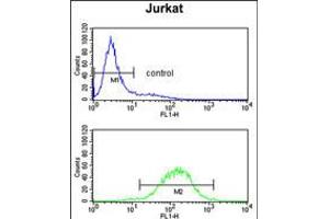 Flow cytometry analysis of Jurkat cells (bottom histogram) compared to a negative control cell (top histogram). (C1QB Antikörper  (N-Term))