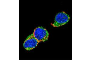 Confocal immunofluorescent analysis of SOX2 Antibody (A30) g with 293 cell followed by Alexa Fluor 488-conjugated goat anti-rabbit lgG (green). (SOX2 Antikörper  (AA 15-43))