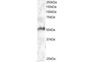 Image no. 1 for anti-Forkhead Box G1 (FOXG1) (AA 477-489) antibody (ABIN297049) (FOXG1 Antikörper  (AA 477-489))