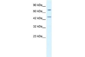 WB Suggested Anti-KLHL25 Antibody Titration:  0. (KLHL25 Antikörper  (N-Term))