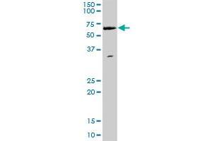 WHSC2 MaxPab polyclonal antibody. (WHSC2 Antikörper  (AA 1-528))