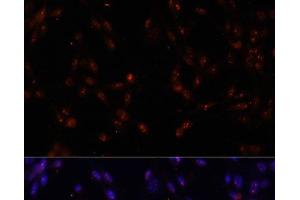 Immunofluorescence (IF) image for anti-Interleukin enhancer-binding factor 3 (ILF3) antibody (ABIN7260443)