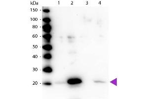 Western blot of Rabbit Anti-Myosin pS19/pS20 primary antibody. (Myosin Antikörper  (pSer19, pSer20))