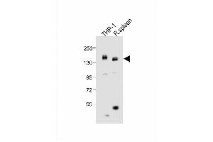 All lanes : Anti-MCSF Receptor (CSF1R) Antibody (C-term) at 1:1000 dilution Lane 1: THP-1 whole cell lysate Lane 2: rat spleen lysate Lysates/proteins at 20 μg per lane.