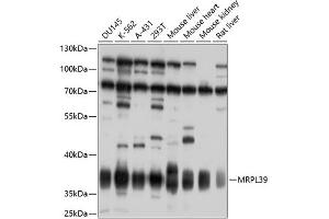 Western blot analysis of extracts of various cell lines, using MRPL39 antibody  at 1:1000 dilution. (MRPL39 Antikörper  (AA 39-338))