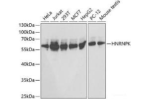 Western blot analysis of extracts of various cell lines using HNRNPK Polyclonal Antibody at dilution of 1:1000. (HNRNPK Antikörper)