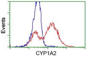 HEK293T cells transfected with either RC221636 overexpress plasmid (Red) or empty vector control plasmid (Blue) were immunostained by anti-CYP1A2 antibody (ABIN2453827), and then analyzed by flow cytometry. (CYP1A2 Antikörper)