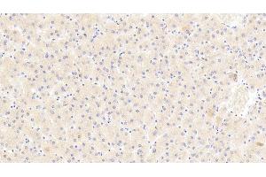 Detection of NT in Human Liver Tissue using Polyclonal Antibody to Neurotensin (NT) (Neurotensin Antikörper  (AA 42-167))