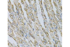 Immunohistochemistry of paraffin-embedded Mouse stomach using AP2B1 Polyclonal Antibody at dilution of 1:100 (40x lens). (AP2B1 Antikörper)