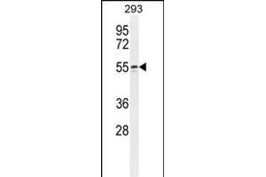 WIPF2 Antibody (C-term) (ABIN654930 and ABIN2844573) western blot analysis in 293 cell line lysates (35 μg/lane). (WIPF2 Antikörper  (C-Term))