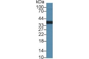 Regucalcin Antikörper  (AA 1-299)