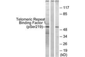 Western blot analysis of extracts from 293 cells treated with paclitaxel 1uM 24h, using Telomeric Repeat Binding Factor 1 (Phospho-Ser219) Antibody. (TRF1 Antikörper  (pSer219))