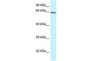 Image no. 1 for anti-GATA Zinc Finger Domain Containing 2B (GATAD2B) (C-Term) antibody (ABIN6747726) (GATAD2B Antikörper  (C-Term))