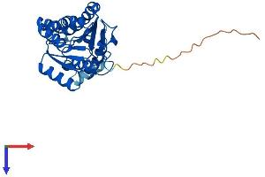 DHRS4 Protein (AA 1-278) (His tag)