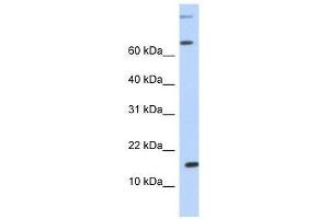 Western Blot showing CCL7 antibody used at a concentration of 1. (CCL7 Antikörper  (N-Term))