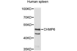 Western blot analysis of extracts of human spleen, using CHMP6 antibody (ABIN5972875). (CHMP6 Antikörper)