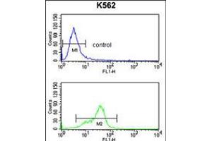 Flow cytometry analysis of K562 cells (bottom histogram) compared to a negative control cell (top histogram). (MFAP5 Antikörper  (C-Term))