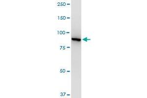 Western Blotting (WB) image for anti-Valosin Containing Protein (VCP) (AA 1-588) antibody (ABIN521309)